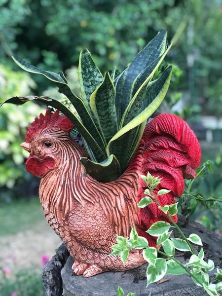 Indoor bird planters and their care