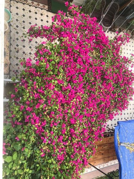 Bougainvilleas