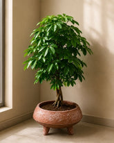 Tripod Terracotta Planter