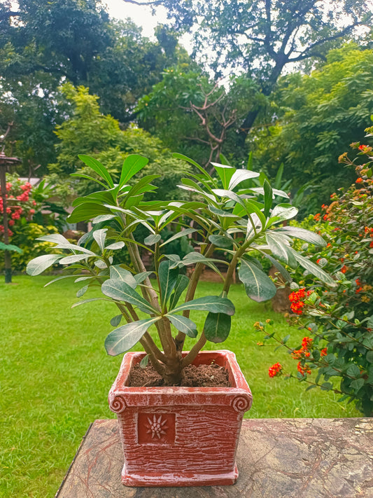 TERRACOTTA SQUARE TRAY PLANTER POT HOME GARDEN BALCONY DECOR