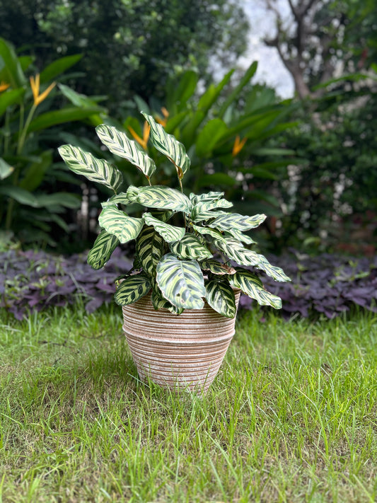 TERRACOTTA RINGED POT