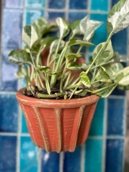 RIBBED WALL PLANTER FOR HOME  GARDEN BALCONY DECOR