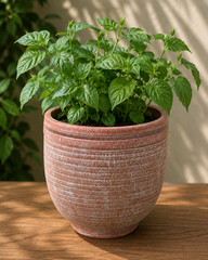 Open Ribbed Terracotta Planter