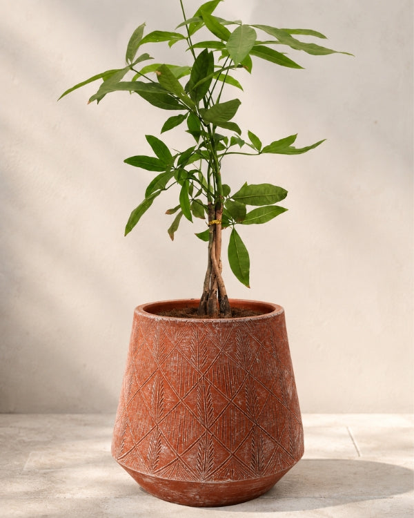 Diamond Conical Terracotta Planter