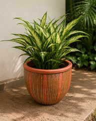 Wide Ribbed Terracotta Planter