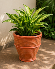 Lined Terracotta Planter