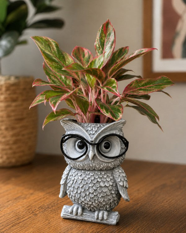 Wise Owl Planter with Glasses