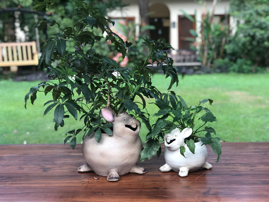 RABBIT LAUGHING DESK PLANTER FOR HOME GARDEN BALCONY DECOR