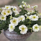 Terracotta hanging lined planter pot for home garden balcony decor