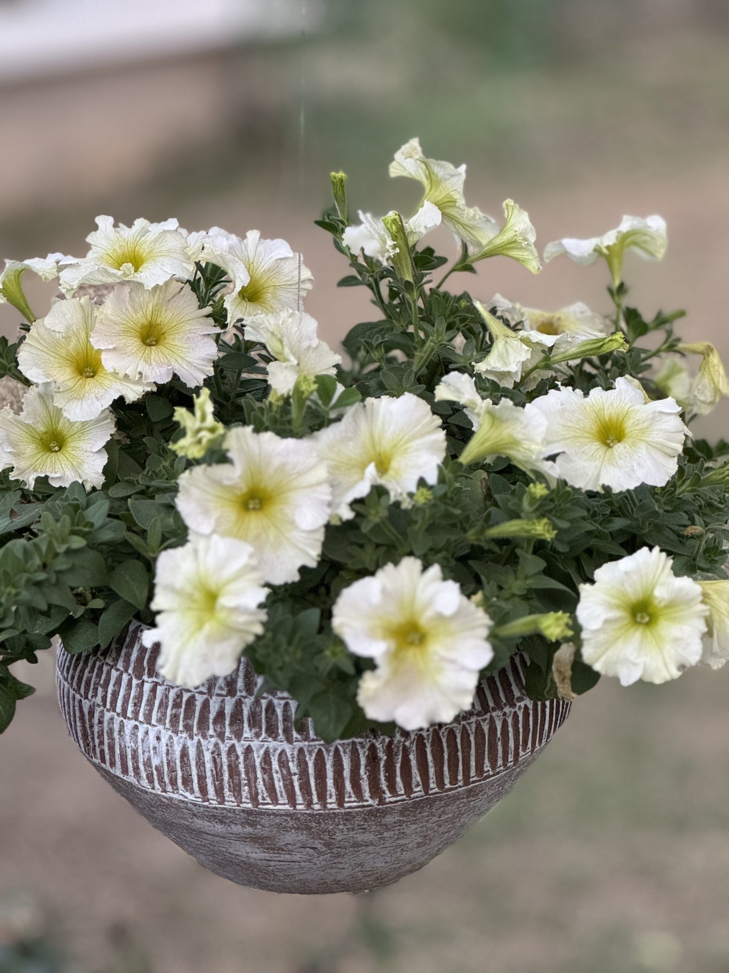 TERRACOTTA HANGING LINED PLANTER POT FOR HOME GARDEN BALCONY DECOR