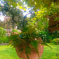 Terracotta hanging shell planter pot for home garden balcony decor