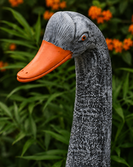 Open-Wing Terracotta Duck