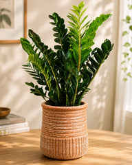 Decorative Ringed Planter