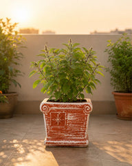 Square Terracotta Planter