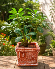 Square Terracotta Planter