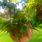 Terracotta hanging shell planter pot for home garden balcony decor