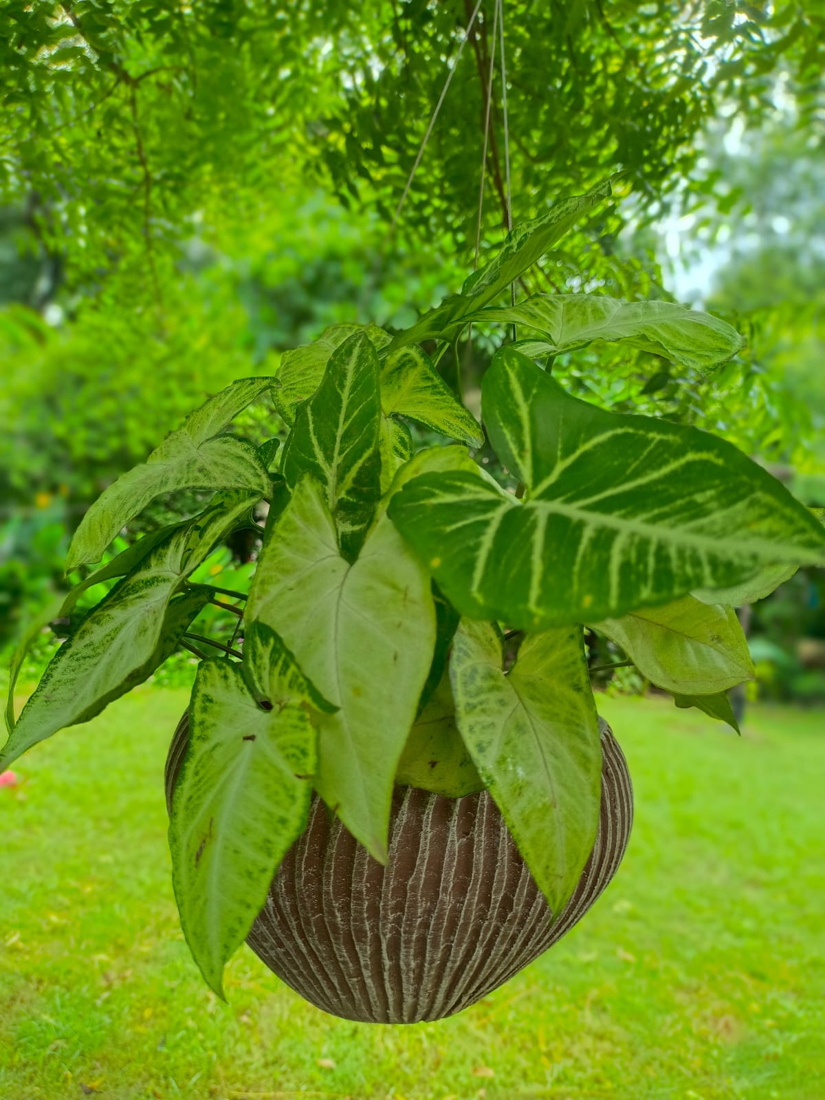 TERRACOTTA HANGING LINED PLANTER POT HOME GARDEN BALCONY DECOR