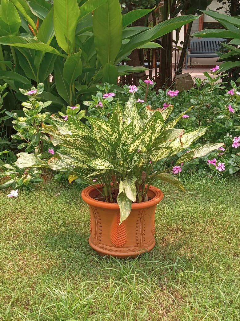 PATTI POT CONCAVE FOR HOME GARDEN AND BALCONY DECOR