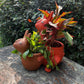 Kangroo with baby planter for home garden balcony decor