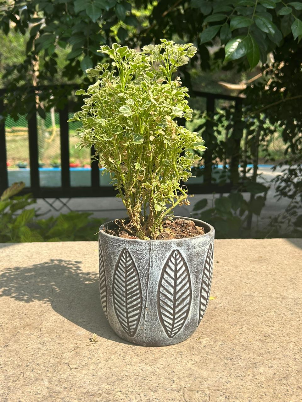 CERAMIC POT WITH LEAF PATTERN