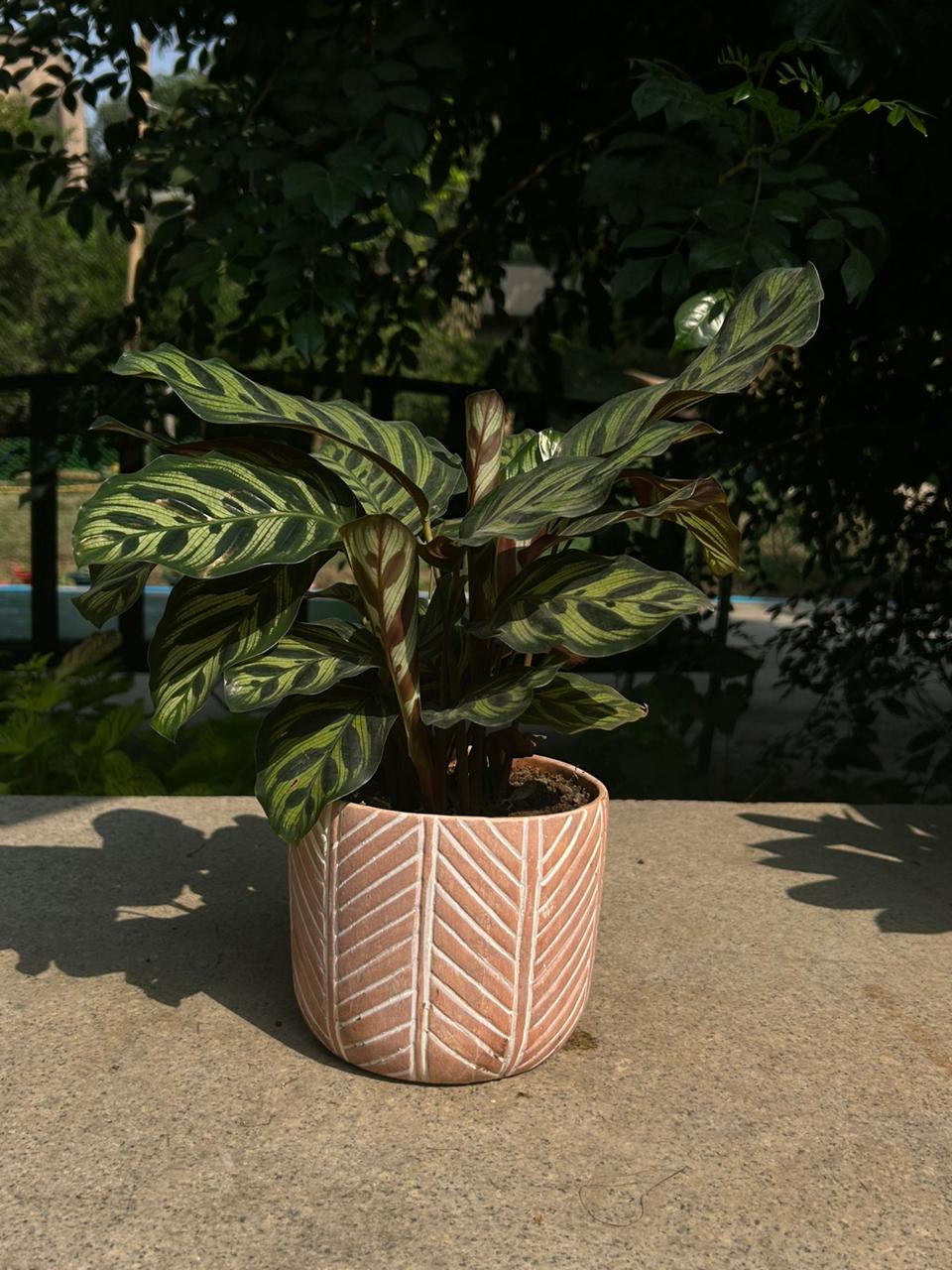 CERAMIC POT WITH ZIGZAG PATTERN