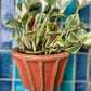 Ribbed wall planter for home garden balcony decor