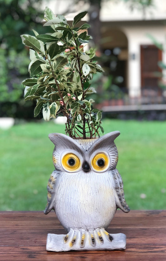 Owl Planter Pot in Terracotta for Home Garden Balcony