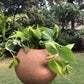 Shell hanging terracotta planter pot