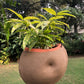 Shell hanging terracotta planter pot