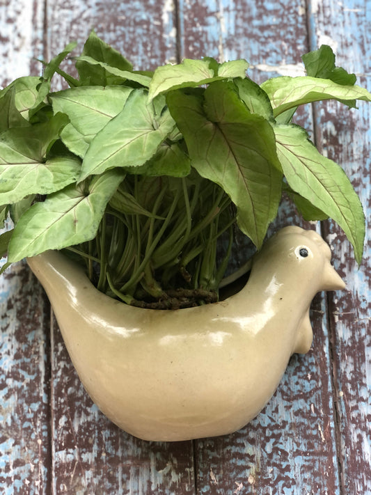 Bird Chick Wall Planter Pot in Ceramic for Home Balcony Garden Decor